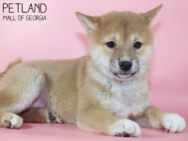 Shiba Inu DOG Female Red & White 5364 Petland Mall of Georgia