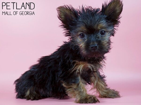 Yorkshire Terrier DOG Female Black / Gold 5415 Petland Mall of Georgia