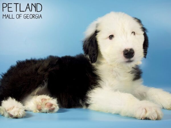 Sheepadoodle-DOG-Male-Black / White-5412-Petland Mall of Georgia