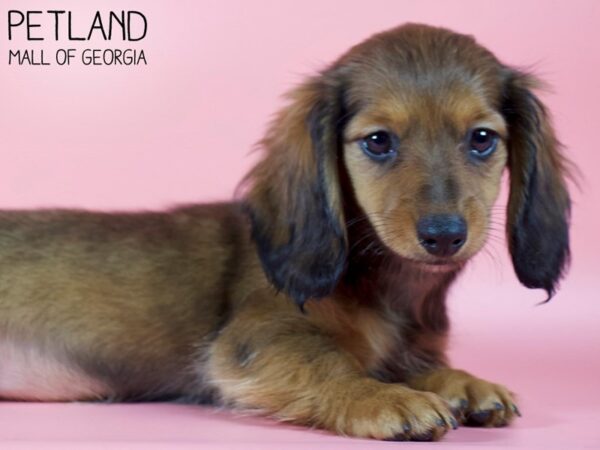 Dachshund DOG Female Wild Boar 5411 Petland Mall of Georgia