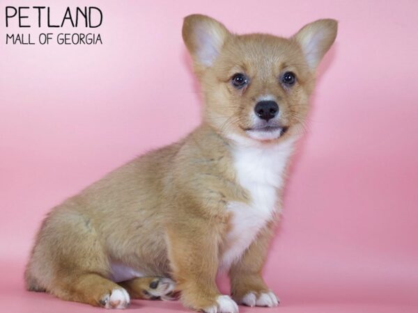 Pembroke Welsh Corgi DOG Female Red / White 5410 Petland Mall of Georgia