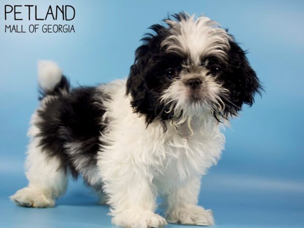 Shih Tzu DOG Male Black / White 5409 Petland Mall of Georgia