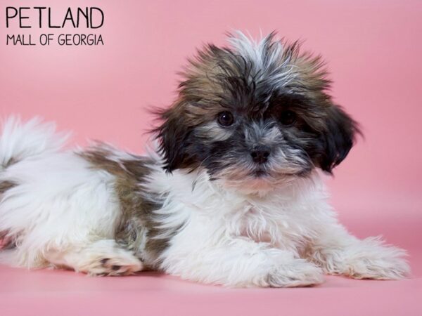 Teddy Bear DOG Female Gold / White 5405 Petland Mall of Georgia