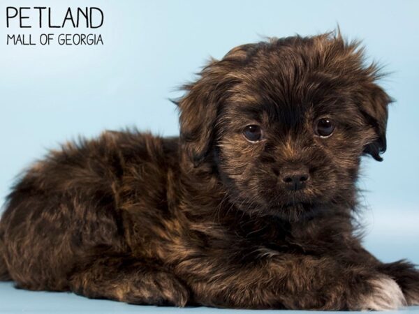 Shorkie-DOG-Male-Grizzle-5404-Petland Mall of Georgia