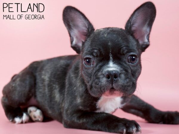 French Bulldog DOG Female Brindle 5402 Petland Mall of Georgia