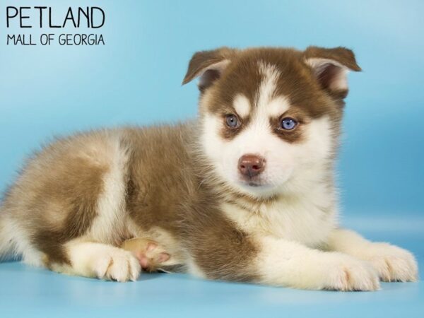 Pomsky 2nd Gen-DOG-Male-Red / White-5400-Petland Mall of Georgia