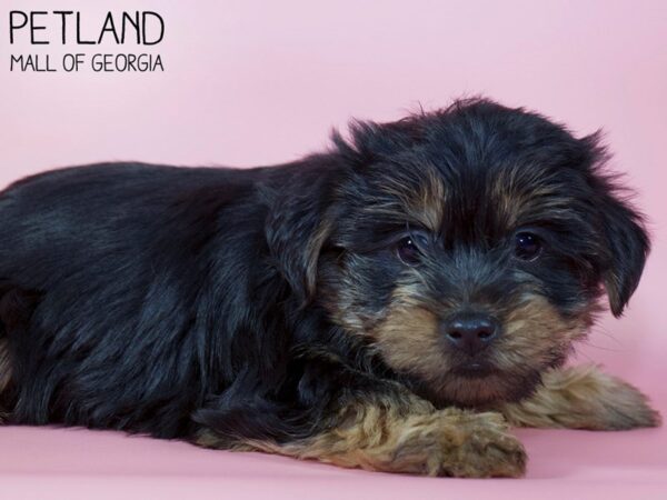 Yorkshire Terrier DOG Female BLK TAN 5395 Petland Mall of Georgia