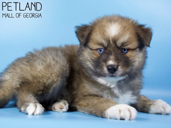 Pomsky 2nd Gen-DOG-Male-BROWN WHITE-5394-Petland Mall of Georgia