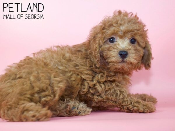 Miniature Poodle DOG Female RED 5393 Petland Mall of Georgia