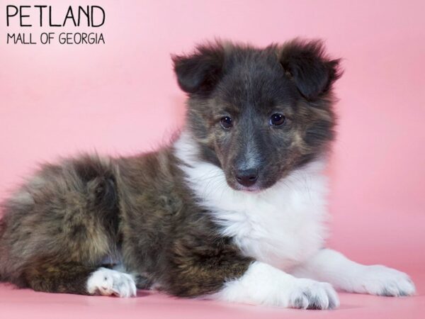 Shetland Sheepdog DOG Female Brindle 5460 Petland Mall of Georgia