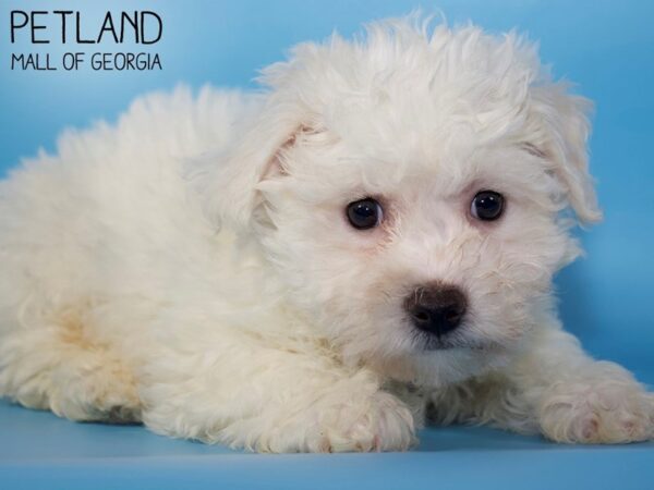 Bichon Frise DOG Male White 5438 Petland Mall of Georgia