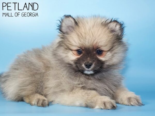 Pomeranian DOG Male Wolf Sable 5435 Petland Mall of Georgia