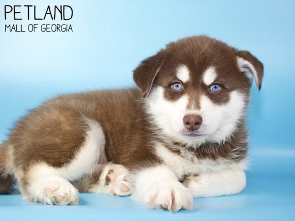 Pomsky 2nd Gen-DOG-Male-Red / White-5429-Petland Mall of Georgia