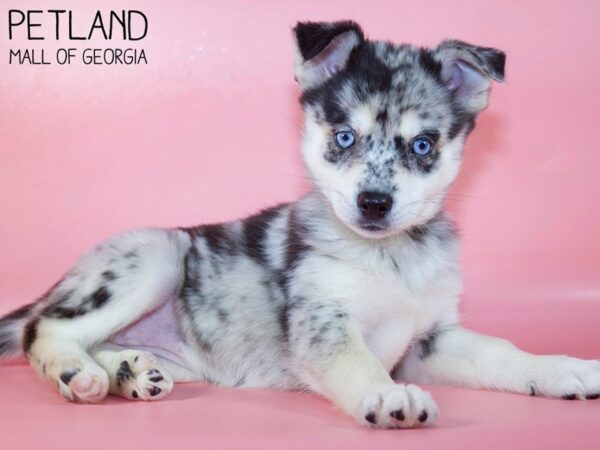 Pomsky 2nd Gen-DOG-Female-Blue Merle-5428-Petland Mall of Georgia