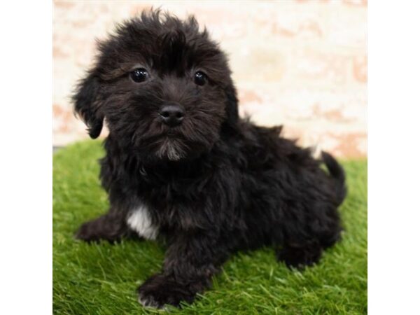 Bichonpoo-DOG-Male-Black-5471-Petland Mall of Georgia