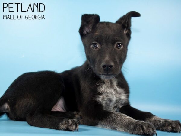 Australian Collie-DOG-Male-Black-5459-Petland Mall of Georgia