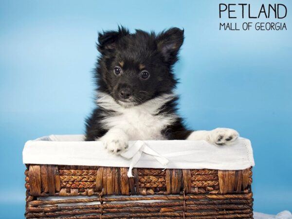 Miniature Aussie Pom-DOG-Male-Black-5491-Petland Mall of Georgia