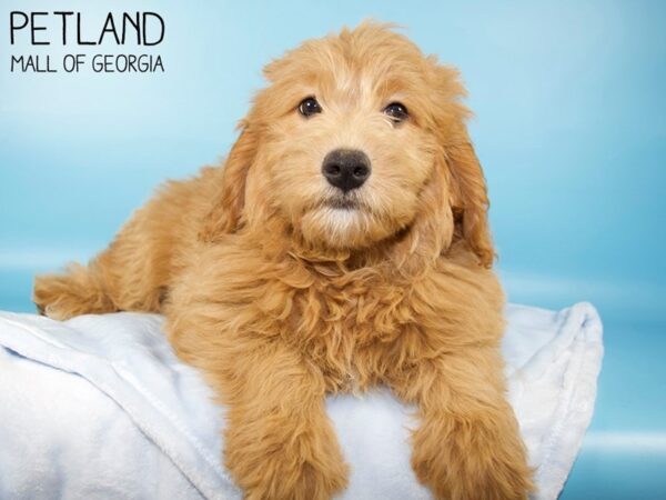 Miniature Goldendoodle DOG Male Golden 5483 Petland Mall of Georgia