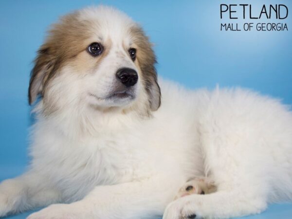 Anatolian Pyrenees-DOG-Male-White-5478-Petland Mall of Georgia