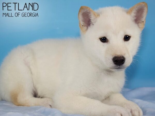 Shiba Inu DOG Male Cream 5474 Petland Mall of Georgia