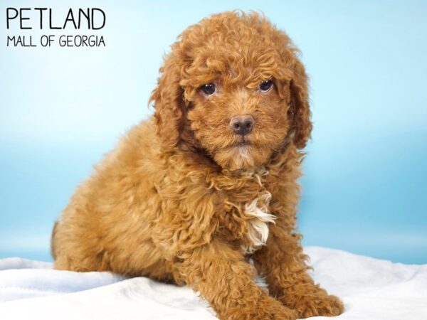 Miniature Goldendoodle DOG Male Red 5466 Petland Mall of Georgia