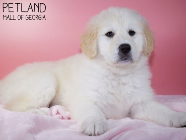 Golden Pyrenees-DOG-Female-Light Golden-5518-Petland Mall of Georgia