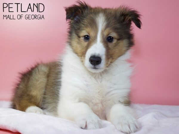 Shetland Sheepdog DOG Female Sable / White 5505 Petland Mall of Georgia