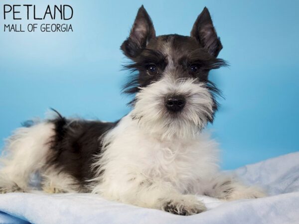 Miniature Schnauzer DOG Male Black / White 5501 Petland Mall of Georgia