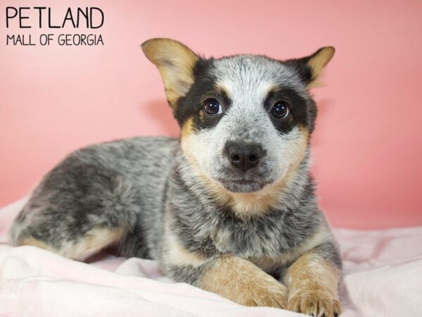 Blue Heeler-DOG-Female-Blue Mottled-5535-Petland Mall of Georgia