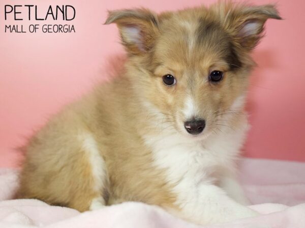 Shetland Sheepdog DOG Female Sable / White 5529 Petland Mall of Georgia