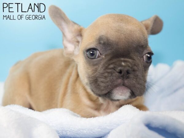 French Bulldog DOG Male Blue Fawn 5507 Petland Mall of Georgia