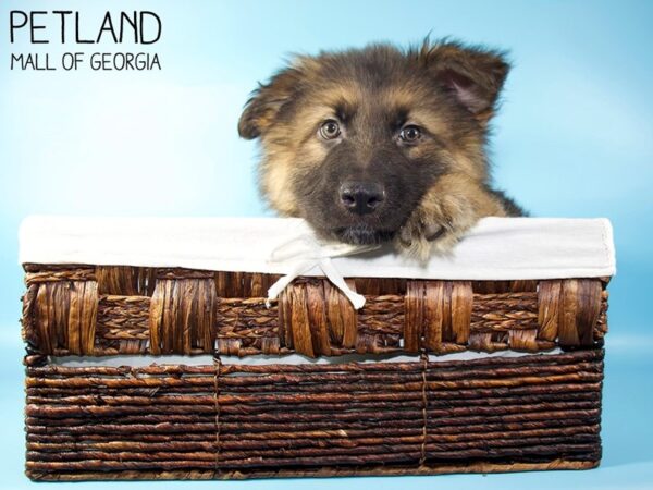 German Shepherd Dog-DOG-Male-Black / Tan-5557-Petland Mall of Georgia