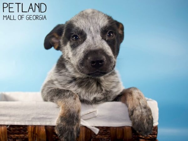 Blue Heeler-DOG-Male-Black / Tan-5556-Petland Mall of Georgia