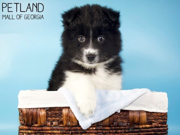 Pomsky DOG Male Black 5543 Petland Mall of Georgia