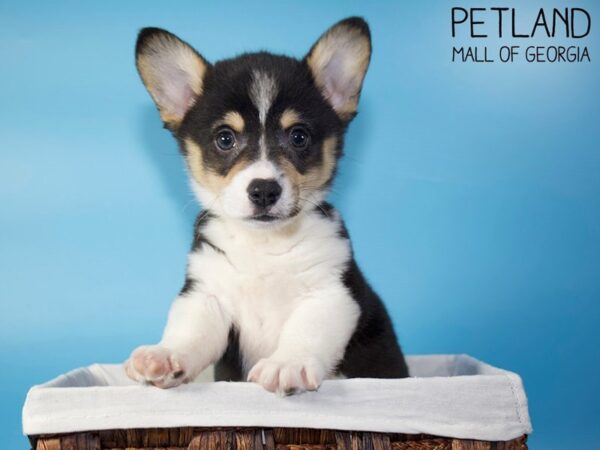 Pembroke Welsh Corgi DOG Male Black White / Tan 5581 Petland Mall of Georgia