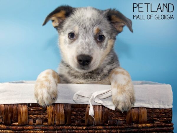 Texas Heeler-DOG-Male-Black / Tan-5578-Petland Mall of Georgia