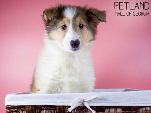 Collie-DOG-Female-Sable / White-5577-Petland Mall of Georgia