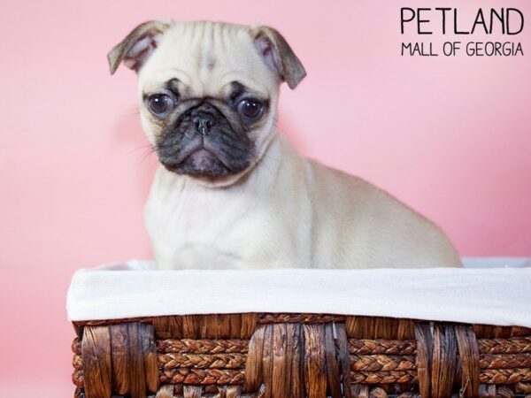 Pug DOG Female Fawn 5573 Petland Mall of Georgia