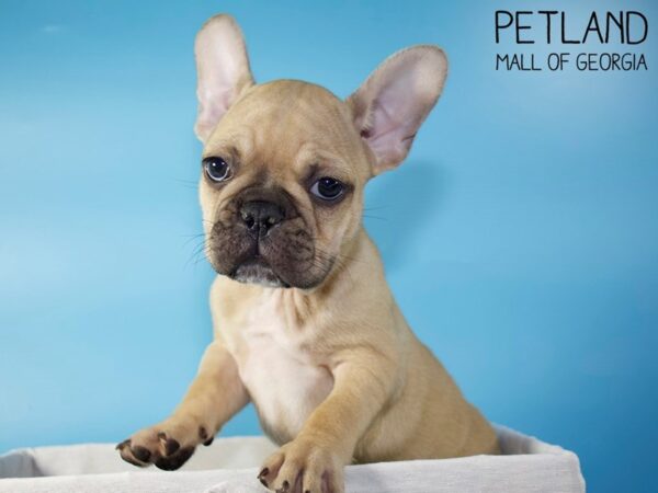 French Bulldog DOG Male Fawn 5568 Petland Mall of Georgia