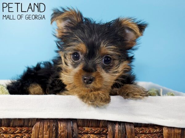 Yorkshire Terrier DOG Male Black / Tan 5564 Petland Mall of Georgia