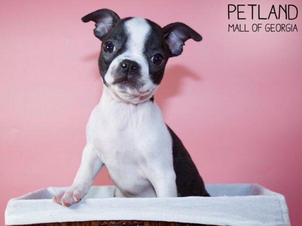 Boston Terrier DOG Female Brindle / White 5561 Petland Mall of Georgia