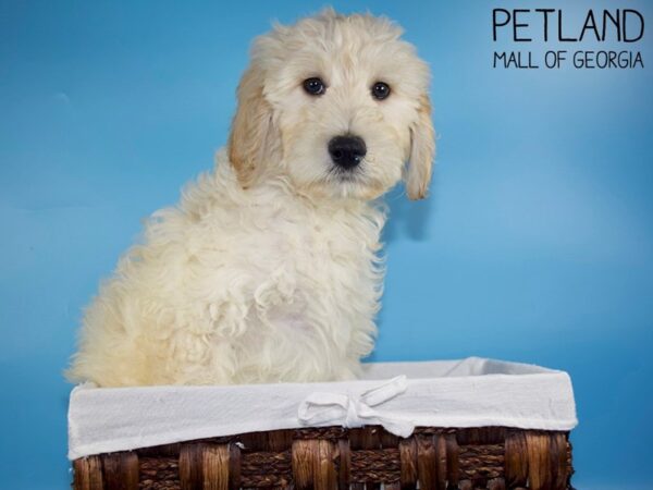 Goldendoodle DOG Male Cream 5600 Petland Mall of Georgia