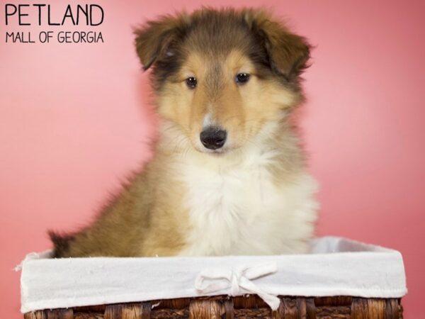 Collie-DOG-Female-Sable / White-5598-Petland Mall of Georgia