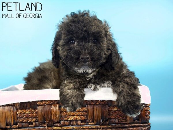 Maltipoo DOG Male Brindle 5596 Petland Mall of Georgia