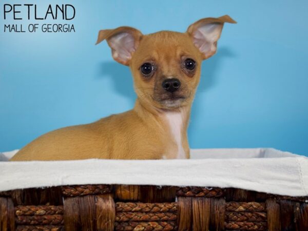 Chihuahua DOG Male Red 5592 Petland Mall of Georgia