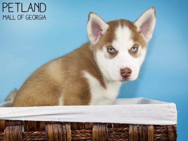 Siberian Husky DOG Male Red / White 5589 Petland Mall of Georgia