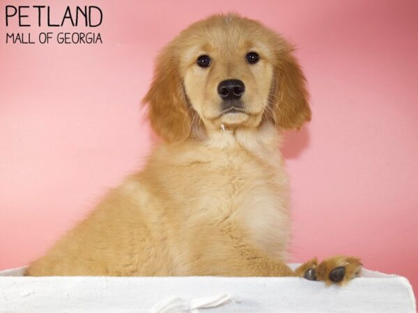 Golden Retriever DOG Female Golden 5587 Petland Mall of Georgia