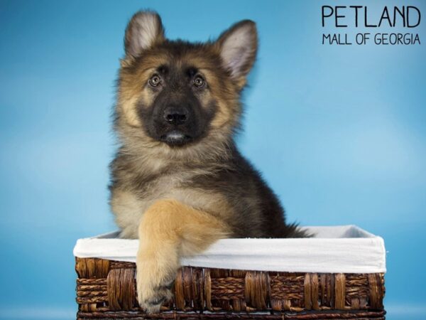 German Shepherd Dog-DOG-Male-Black / Tan-5586-Petland Mall of Georgia