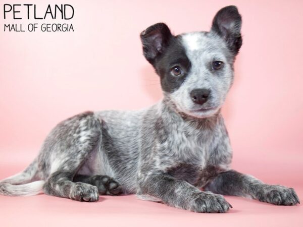 Blue Heeler-DOG-Female-Black-5627-Petland Mall of Georgia