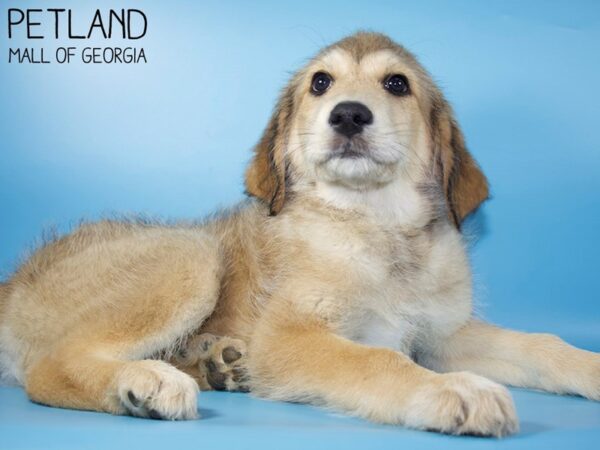 Pyredoodle-DOG-Male-Sable-5619-Petland Mall of Georgia